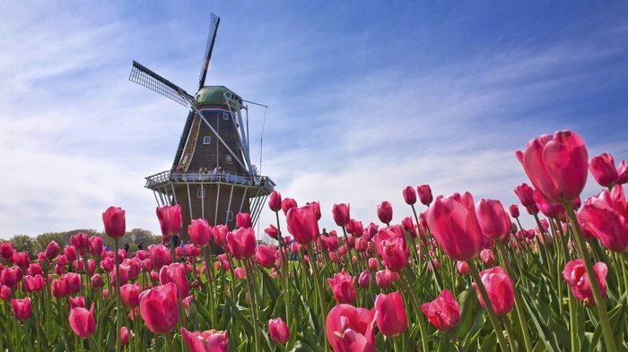 Tulip field with a windmill under a blue sky