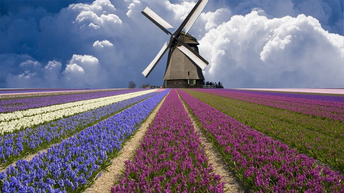 Windmill in a field of colorful flowers