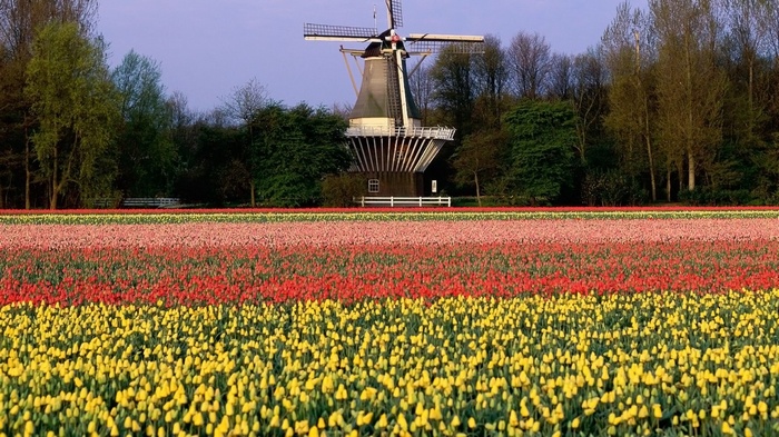 Windmill and Tulip Field in Bloom