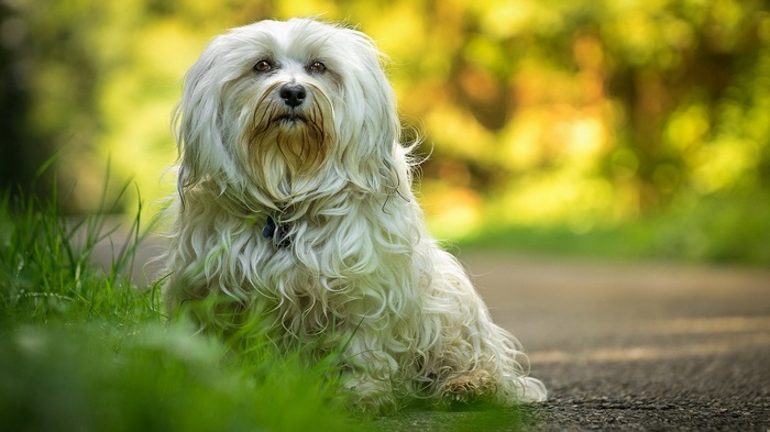 White fluffy dog sitting on a path