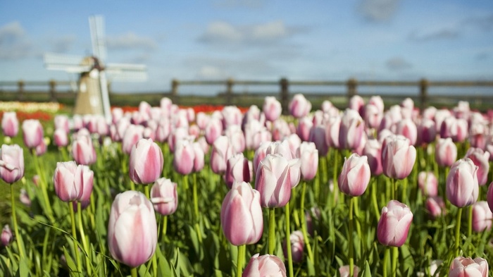 Pink and white tulips with a windmill in the background