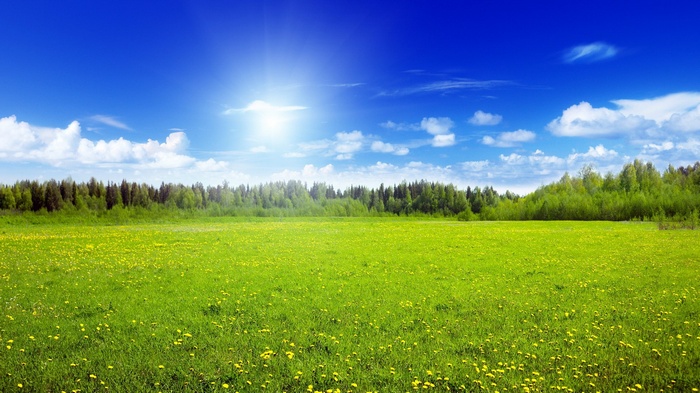 A sunny day in a green meadow with a forest