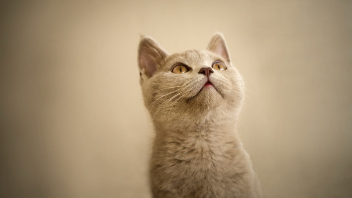 A light brown cat looking up