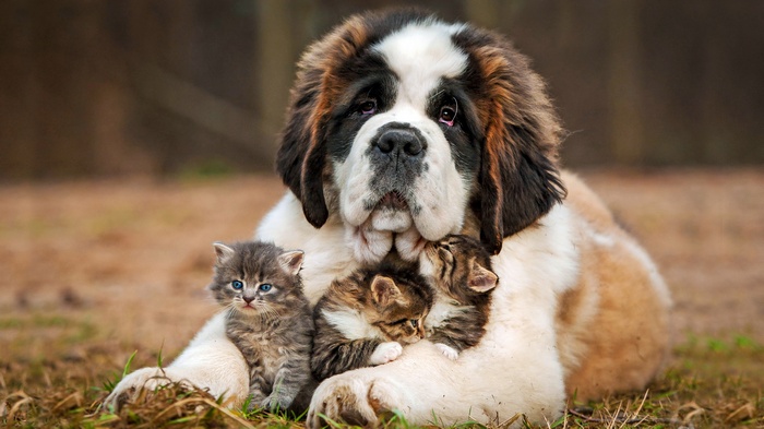 Saint Bernard dog with kittens