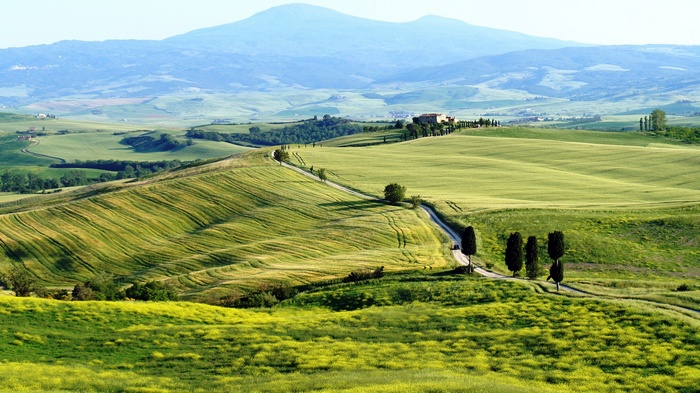 Rolling green hills with a winding road and cypress trees