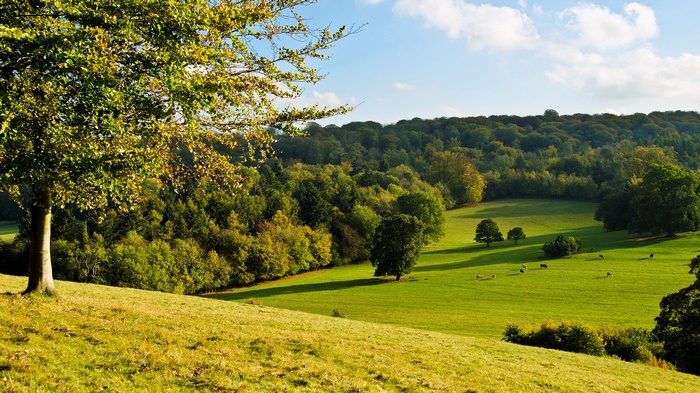 Rolling green hills with trees and grazing livestock