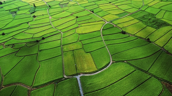 Aerial view of green agricultural fields