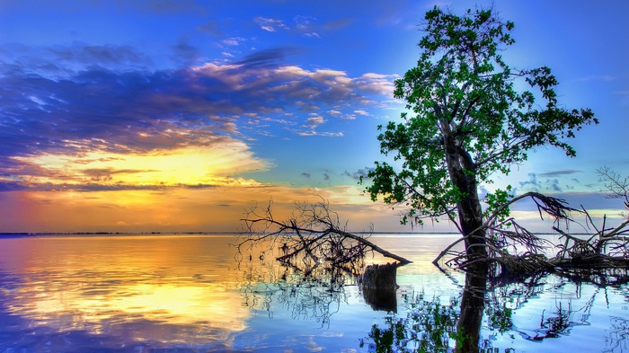 Tree and fallen branches in water at sunset
