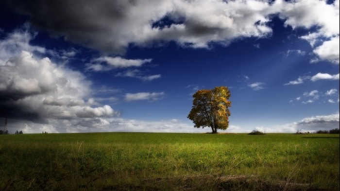 Lone tree in a green field under a dramatic sky