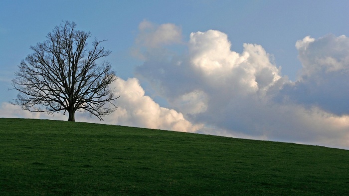 Bare tree on a grassy hill under a cloudy sky