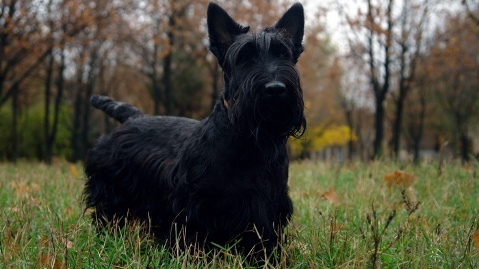 Black Scottish Terrier dog in a grassy field
