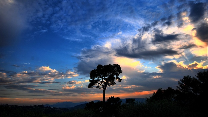 Silhouette of a tree against a dramatic sunset sky