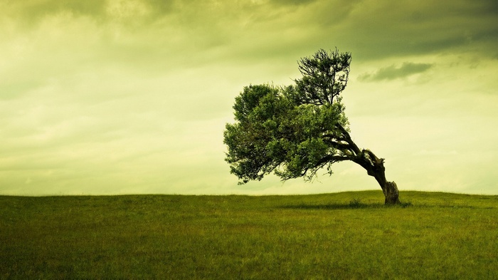 A lone tree bends in a grassy field under a cloudy sky