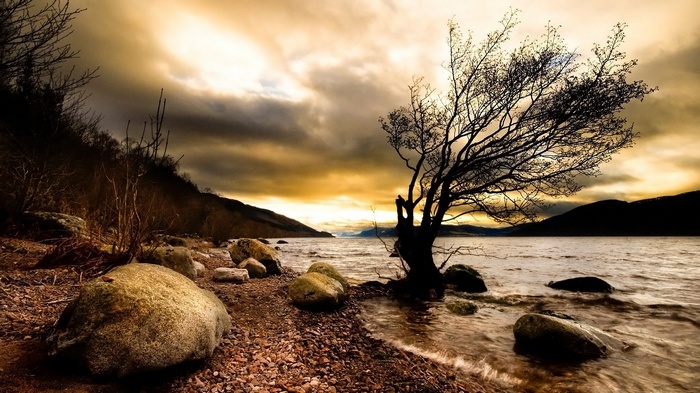 Bare tree on a rocky shore by a lake
