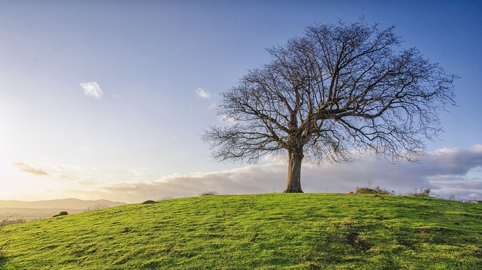 Bare tree on a grassy hill under a blue sky