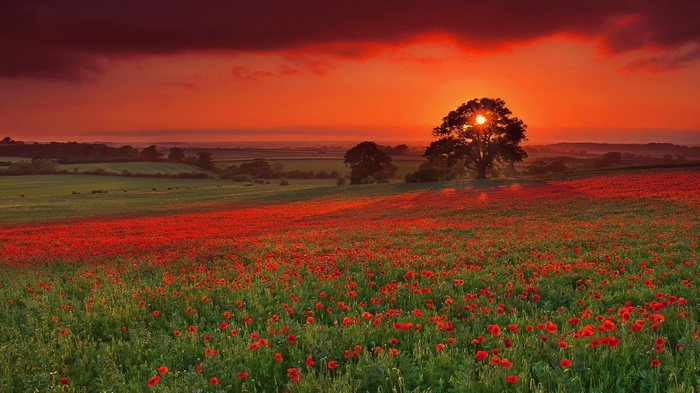 Field of poppies at sunset with a lone tree