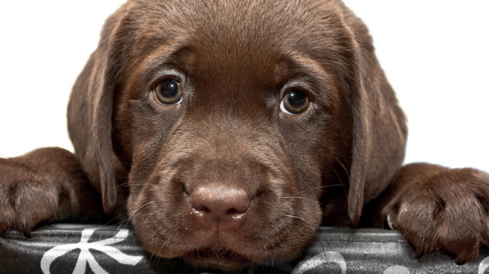 Chocolate Labrador puppy peeking over a basket
