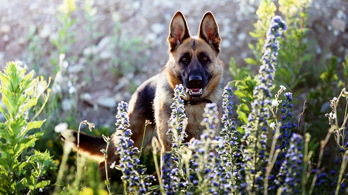 German Shepherd dog standing in flowers