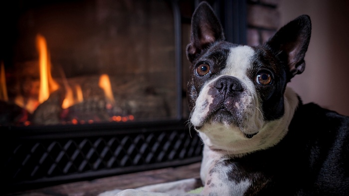 Boston Terrier by a fireplace