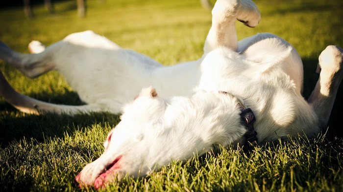 White dog rolling on grass