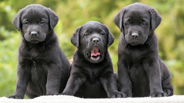 Three black labrador puppies sitting outdoors