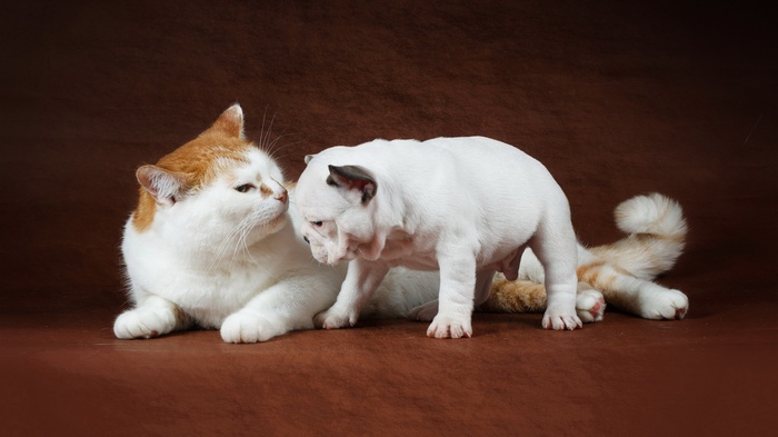 White bulldog puppy sniffs an orange and white cat