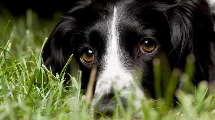 Close-up of a black and white dog's face in grass