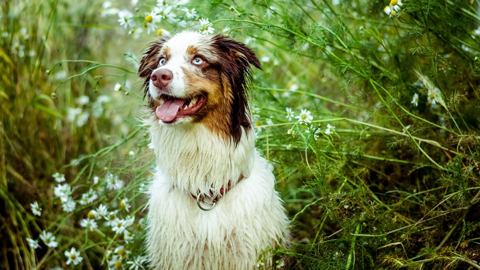 Australian Shepherd dog in a field of flowers