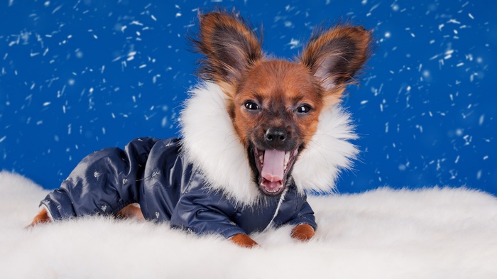 Dog in a winter coat yawning