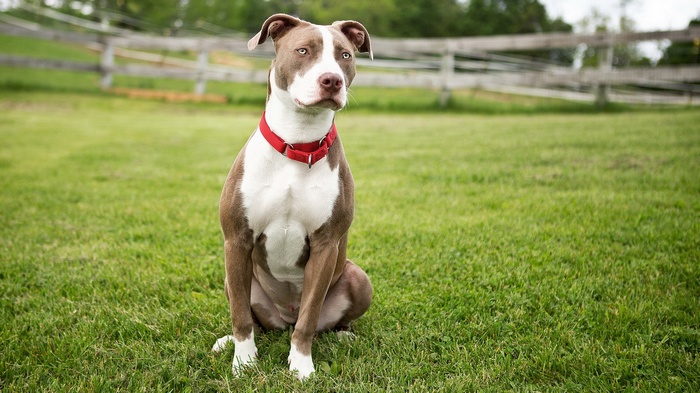 Brown and white pit bull dog sitting on grass