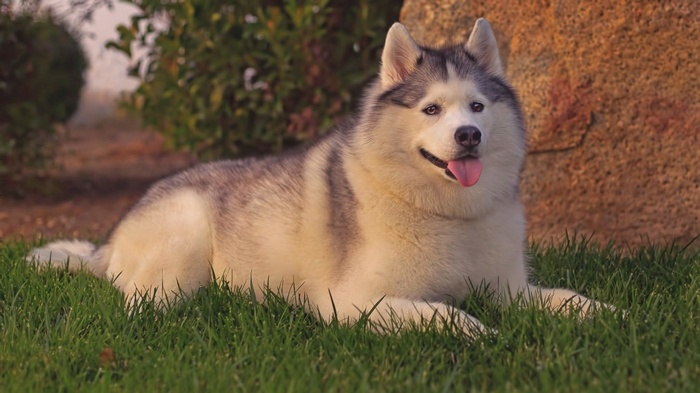 Siberian Husky lying on grass near a rock