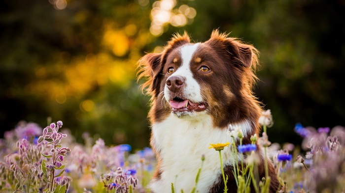Brown and white Australian Shepherd dog in a field of flowers