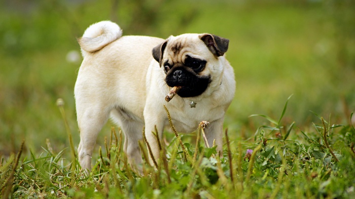 A pug dog with a stick in its mouth in a grassy field