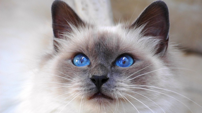 Close-up of a Birman cat with striking blue eyes