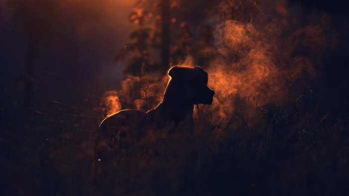 Silhouette of a dog in golden light