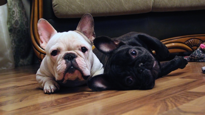 Two French Bulldogs on a wooden floor