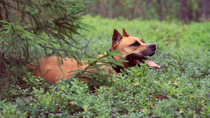 Dog lying in green bushes near a tree