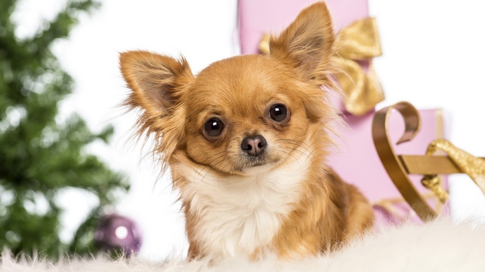 Chihuahua dog with Christmas decorations