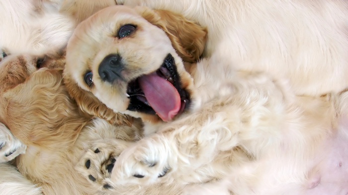 Puppy lying on its back with tongue out