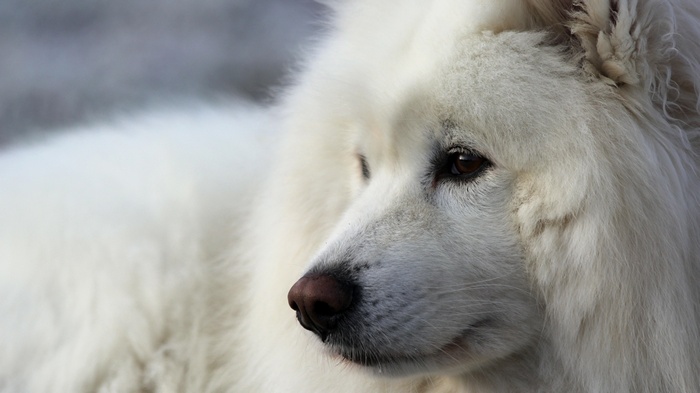 Close-up of a white Samoyed dog's face