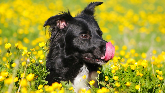 Black dog with pink tongue in yellow flowers