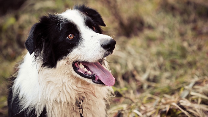 Border Collie dog panting in a field