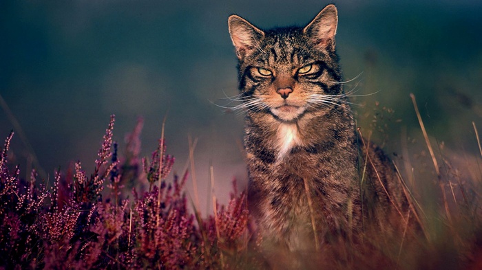 Wildcat in heather field