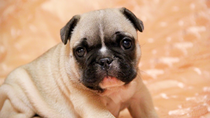 French Bulldog puppy with fawn and black markings