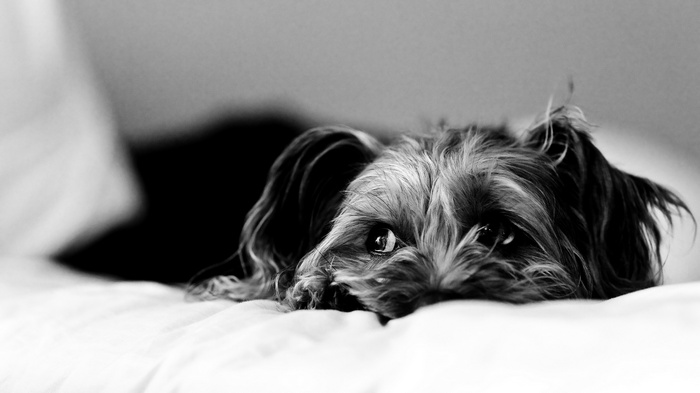 Close-up of a Yorkshire Terrier dog lying down