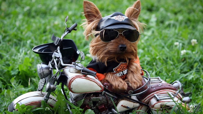 Yorkshire Terrier on a toy motorcycle wearing Harley-Davidson gear