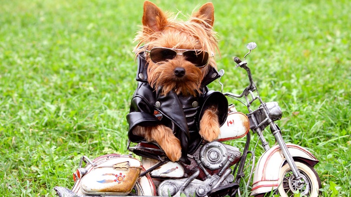 Yorkshire Terrier dog wearing sunglasses and leather jacket on a toy motorcycle