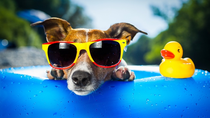 Dog wearing sunglasses in a pool with a rubber duck