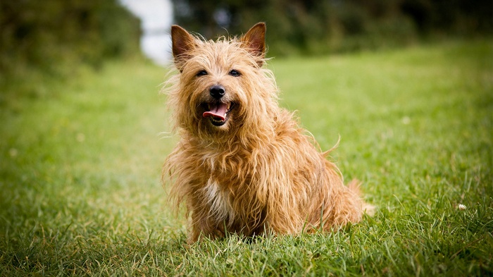 A shaggy brown dog sits in a grassy field