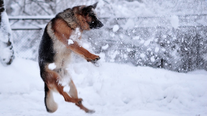 German Shepherd dog playing in the snow